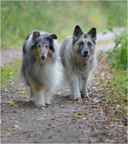 Kessy auf ihrem Geburtstagsspaziergang am 23.10.10
